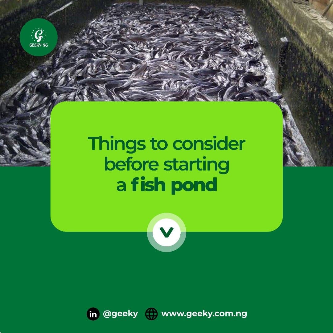 3 Things To Consider Before Starting A Fish Pond