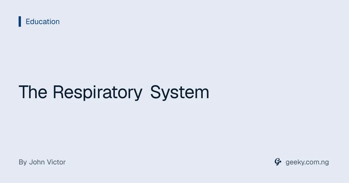 The Respiratory System