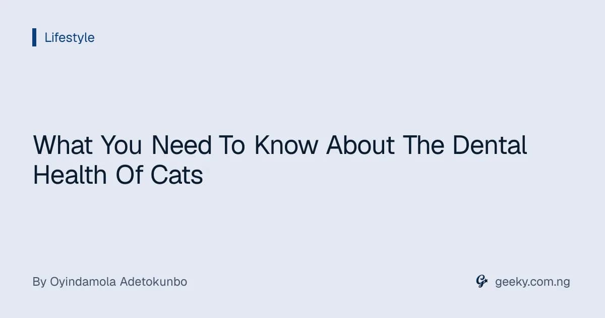What You Need To Know About The Dental Health Of Cats