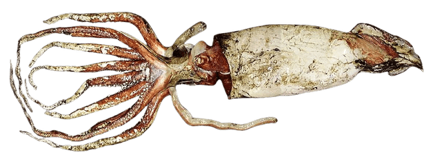 The Giant Squid Picture
