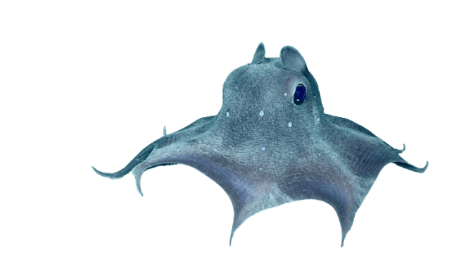 Dumbo Octopus Picture