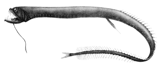 Deap-sea dragonfish (Stomiidae) picture