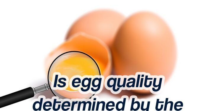 Is Egg Quality Determined by the Yolk Colour? (Answer Guide)