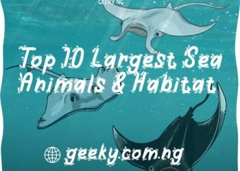 Children's Special: Top 10 Largest Sea Animals & Habitat